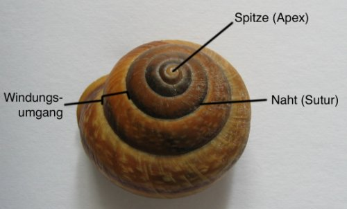 Spiralförmiges Schneckenhaus (Bild W0002 im WIKI Logarithmen allgemein) / © by Fit-in-Mathe-Online.de